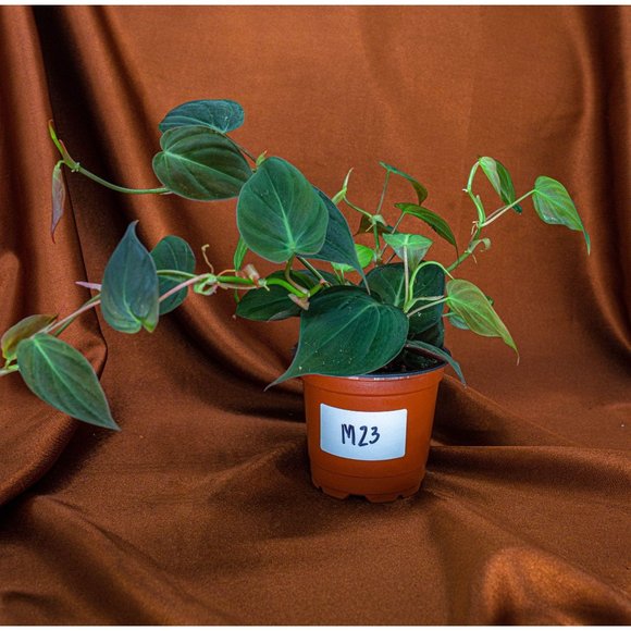 Philodendron Micans 4" US Seller Potted RARE Philo - Picture 2 of 2